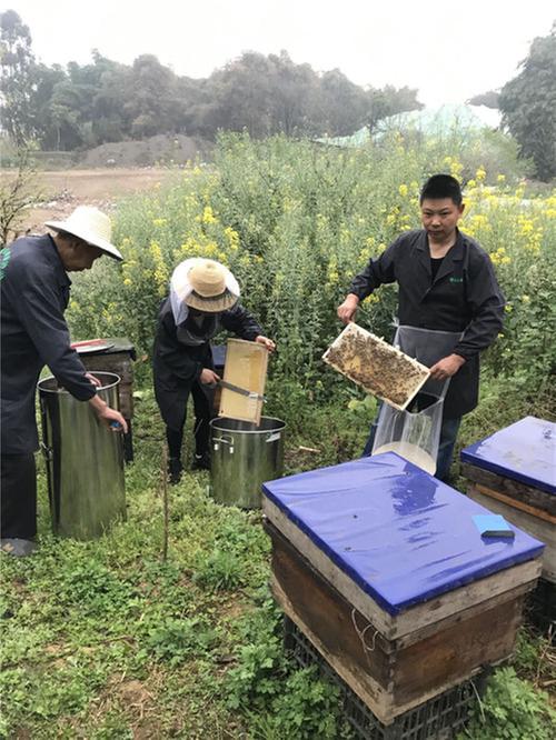 东坡区：依托合作社做大蜂产业