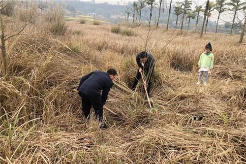 打造绿美乡村 双碑村在行动
