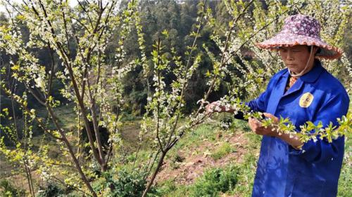 青神县：荒山变“宝地” 花开促振兴