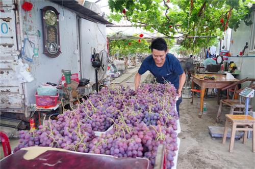 彭山区：小村产业兴  幸福“果”然甜