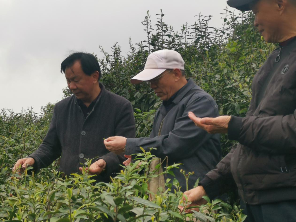 沙湾区科协、老科协调研乡镇茶叶生产情况
