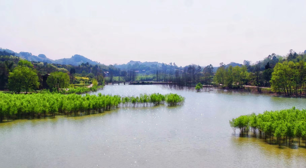 让水湖湿地公园满眼皆绿，移步有景 