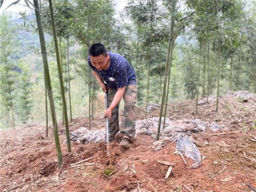 乐山市市中区：苦笋新鲜上市 村民喜获丰收