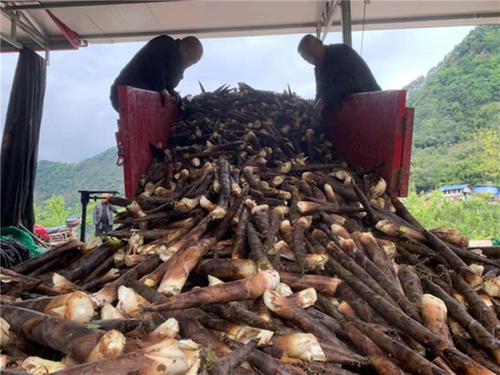青神县：春笋寒露节节高 乡村振兴步步升