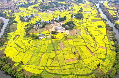 仁寿：油菜花盛开 带火乡村游