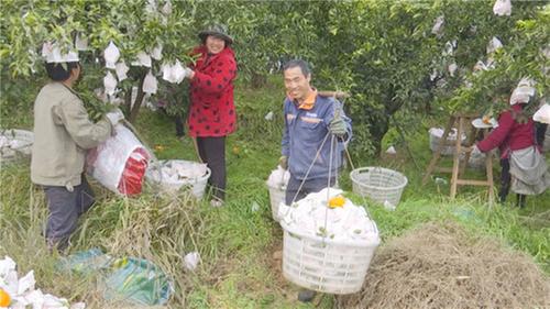 彭山：春见销售迎“春天”