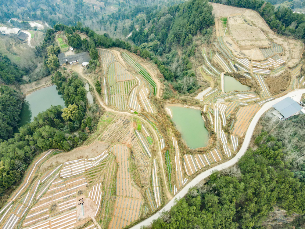 南江县侯家镇春耕生产掀热潮