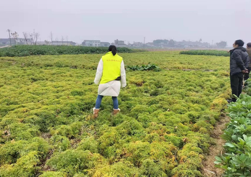 公义镇开展毒品原植物排查工作