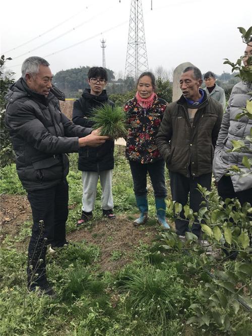 果树“郎中”进园  “会诊”指导春管