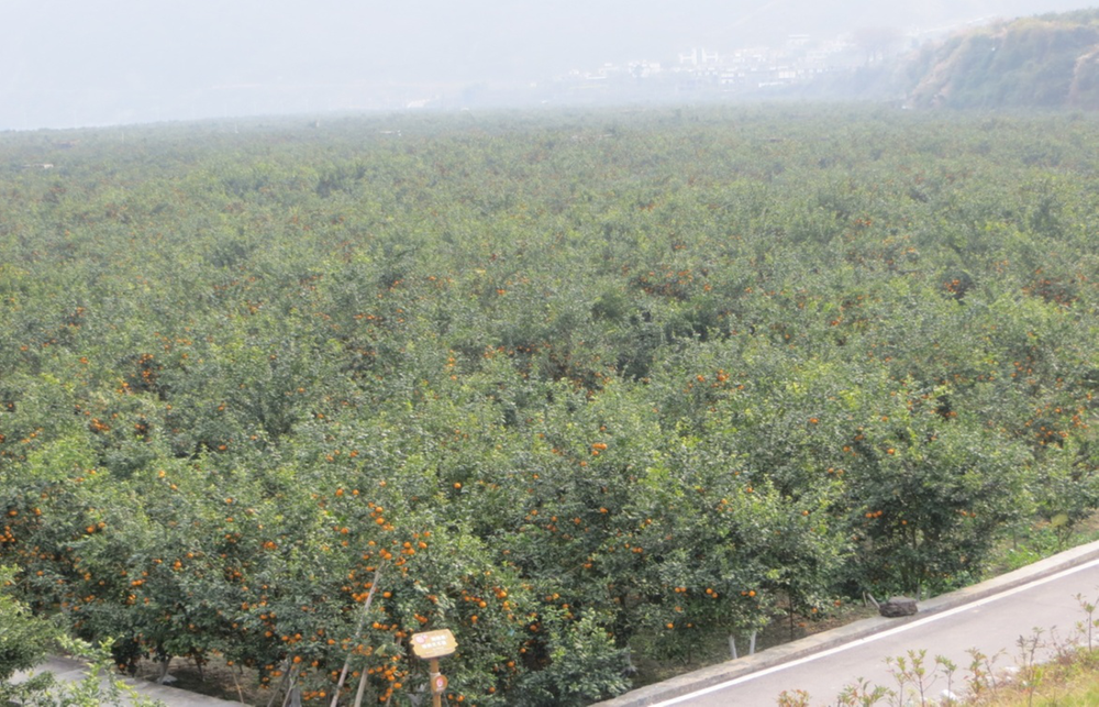 四川石棉科技特派团护航黄果柑产业高质量发展