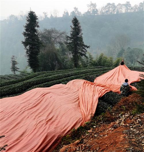 峨山村：抓实特色产业 助农增收致富