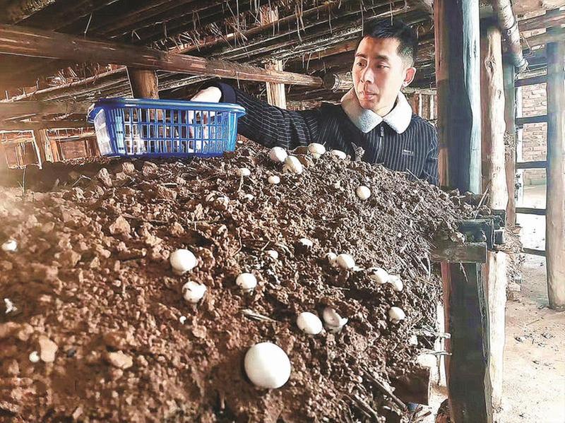 种双孢菇 90后小伙带乡亲一起富