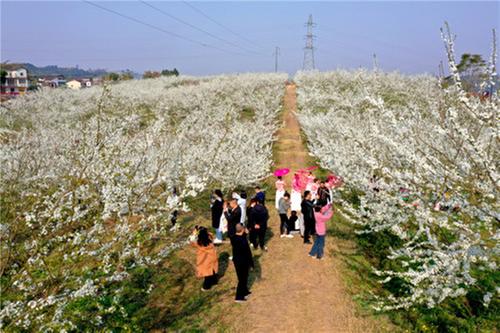 彭家乡：满园李花开 游客纷自来