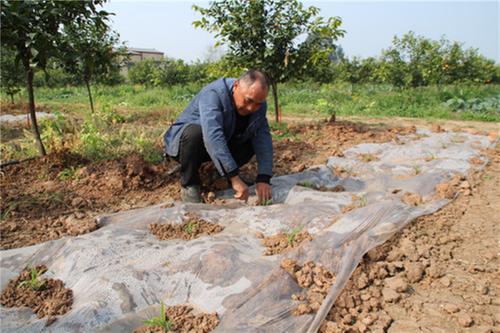 彭山区：多途径扩种 提高土地利用率