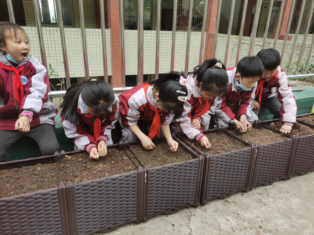 八庙镇小学开展劳动实践教育活动