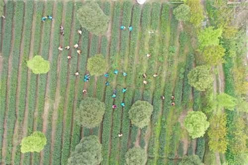 青神县开展“植树护绿履义务，学习雷锋争先锋”文明实践活动