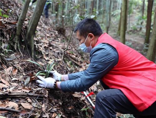 丹棱县：放兰归山3万株  助力生物多样性