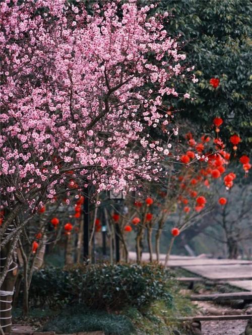 洪雅县：以花为媒 促进全域旅游发展