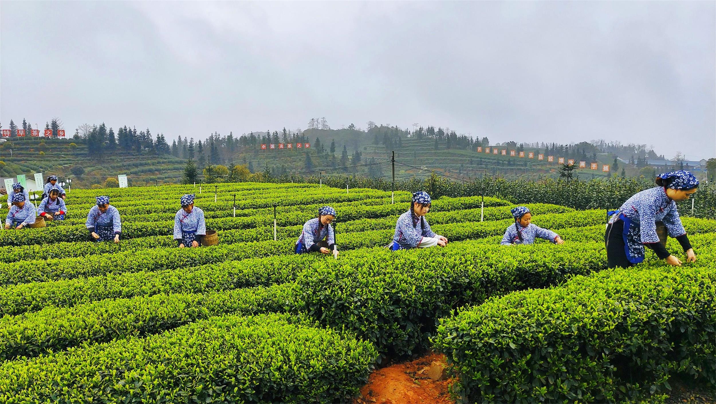 “明前茶”飘香