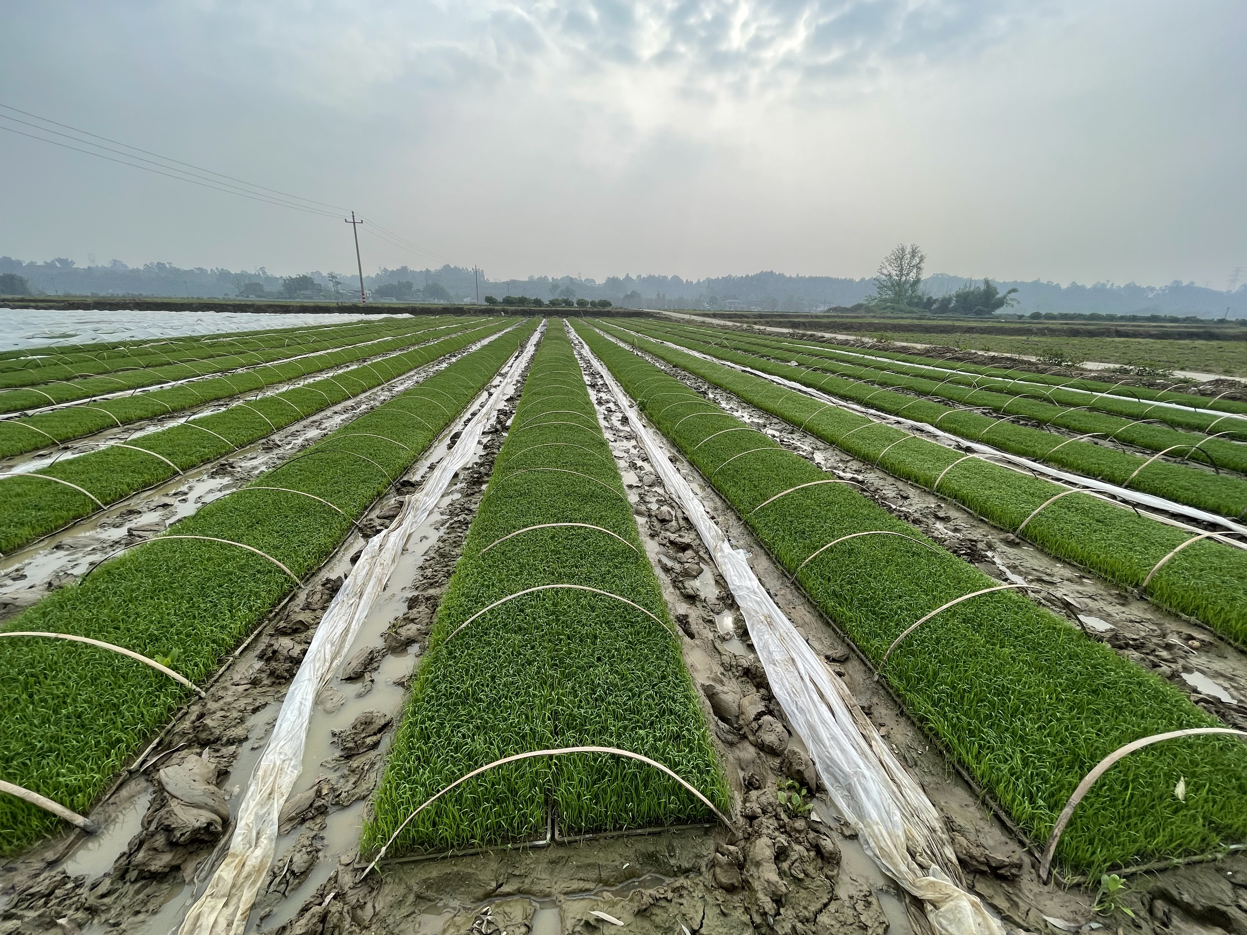 春耕正当时 水稻育秧忙