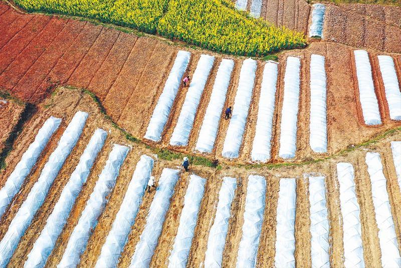 抢抓农时 播种希望