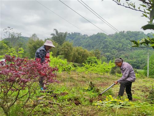 洪雅县：发展特色产业 助力乡村振兴