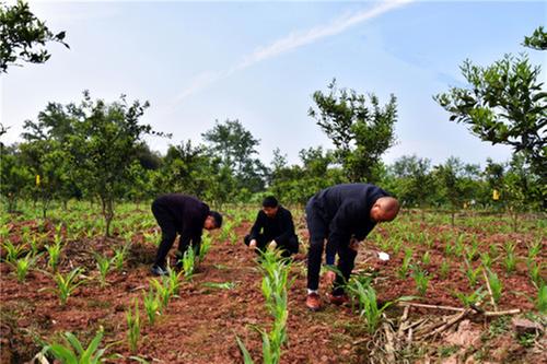 农技人员田间管理忙