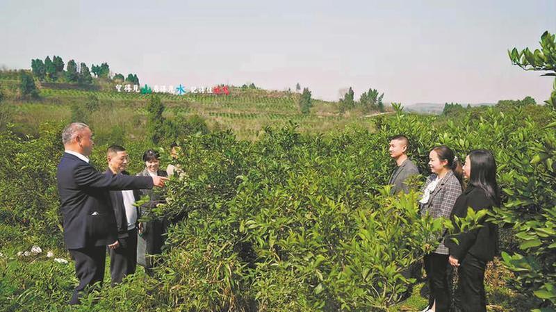 “天府科技云”助力资阳“雁江蜜柑”创响品牌