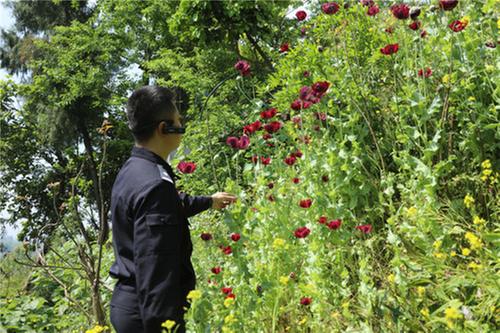 华蓥公安依法铲除罂粟