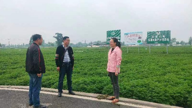 彭州市老科协到敖平调研川芎基地调研