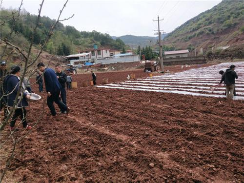 洪雅县农业农村局助力凉山春耕生产