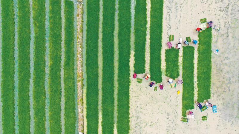 “稻药轮作”促增收