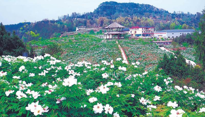 符仕伟：将荒山变花海，做大做强乡村游