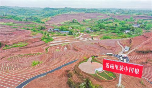 广安农业“大比武” 田间地头“搭擂台”