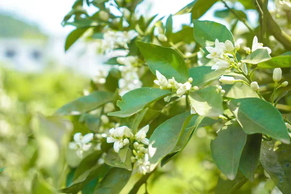 “花”样美景扮靓高坪 全域旅游推动文旅产业高质量发展