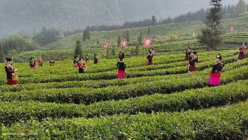 2022中国彝茶文化节暨第五届小凉山采茶节举行