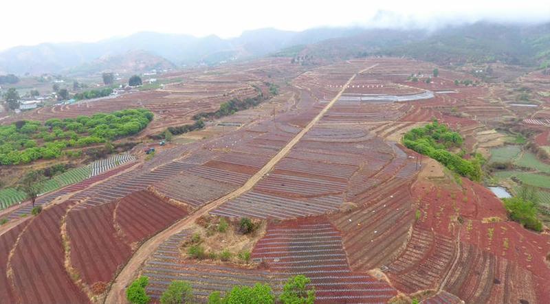 大豆玉米带状复合种植受热捧