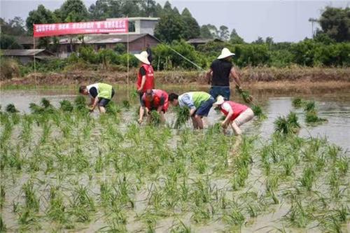 瑞峰镇：田间地头解难题 助农插秧战农耕
