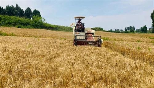 风吹金色麦浪！内江市市中区小麦丰收啦