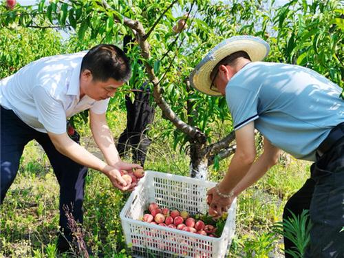 春桃丰收啦！会龙村世外桃园采摘忙