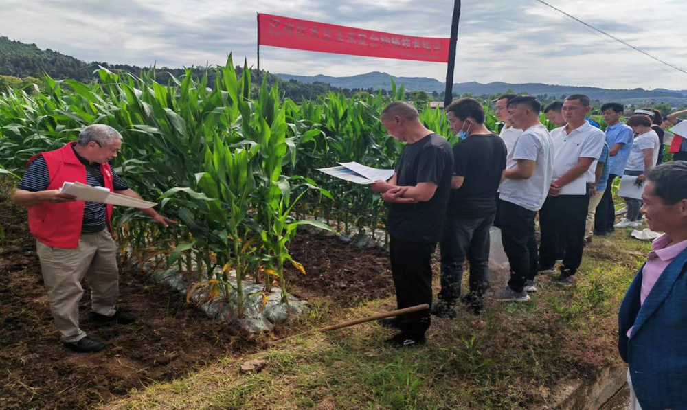 巴州区科协深入田间送技术
