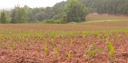 简阳市：撂荒地再“生金”变身希望田