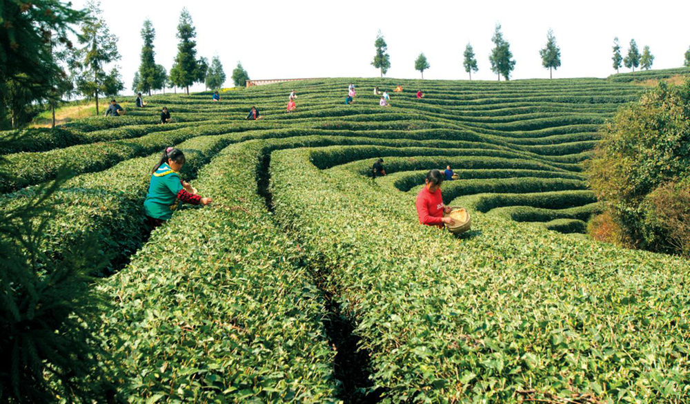 广元旺苍：科技赋能 小茶叶成为乡村振兴的大产业