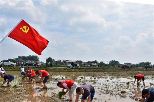 丹棱县：党员干部助“双抢”