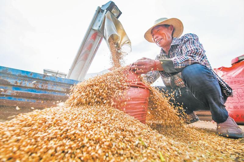 机械化收割助小麦颗粒归仓