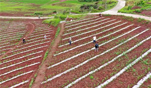 广安：粮食安全扛责任  不误农时种大豆