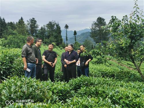 乐山市老科协到马边彝族自治县荞坝茶叶协会调研