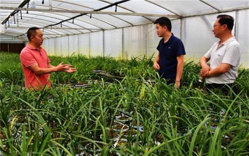 周忠伟：与兰结缘，难舍难分的种兰人