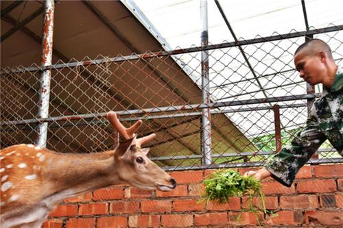 夏小波：养殖梅花鹿，丹棱第一人