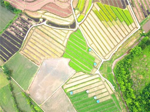 岳池县：30余万亩蔬菜保障市场供给